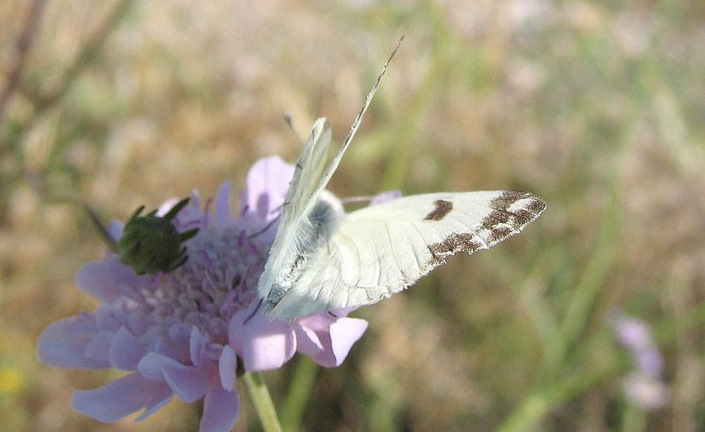 Pontia edusa (Fabricius 1777)