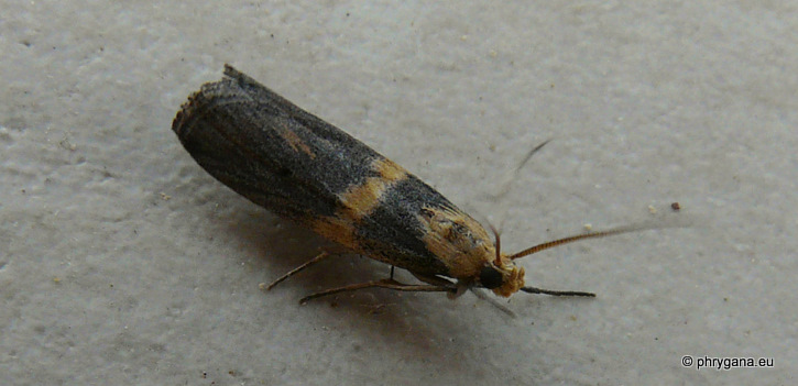 Oxybia transversella (Duponchel 1836)