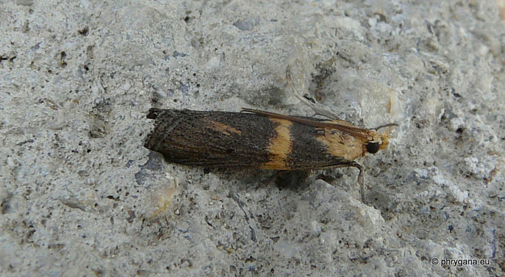 Oxybia transversella (Duponchel 1836)