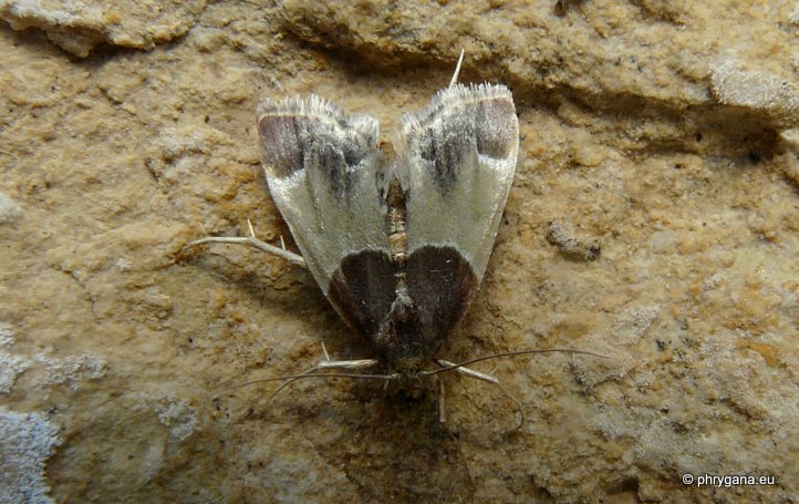 Pyralis farinalis (Linnaeus 1758)