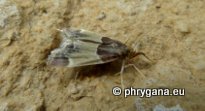 Pyralis farinalis (Linnaeus 1758)