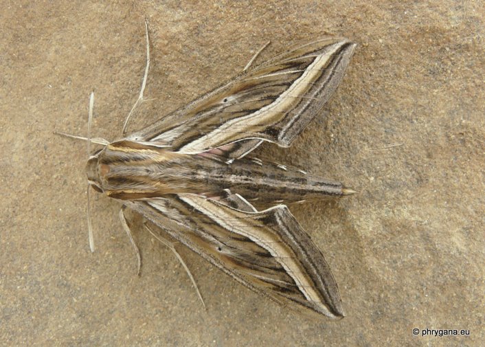 Hippotion celerio (Linnaeus 1758)