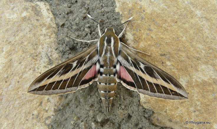 Hyles livornica (Esper 1780)