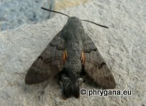 Macroglossum stellaratum (Linnaeus 1758)