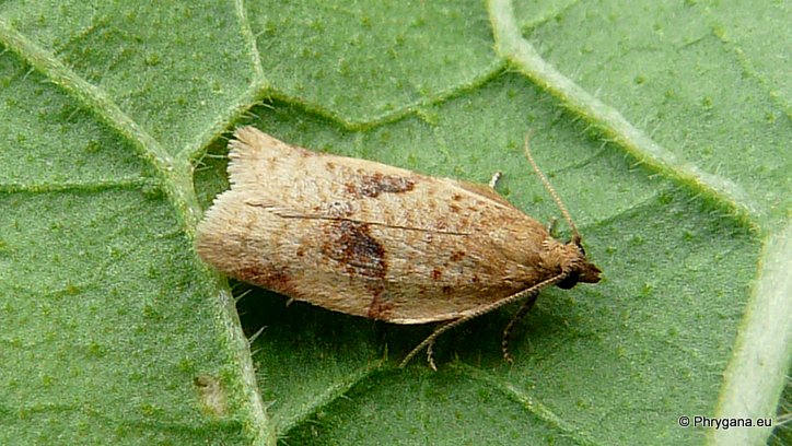 Clepsis consimilana (Hubner 1817)