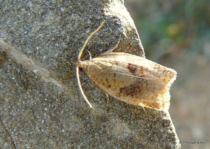 Clepsis consimilana (Hubner 1817)