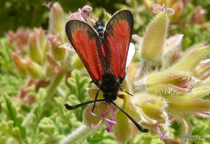 Zygaena (Mesembrynus) punctum Ochsenheimer 1808