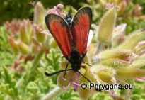 Zygaena (Mesembrynus) punctum Ochsenheimer 1808