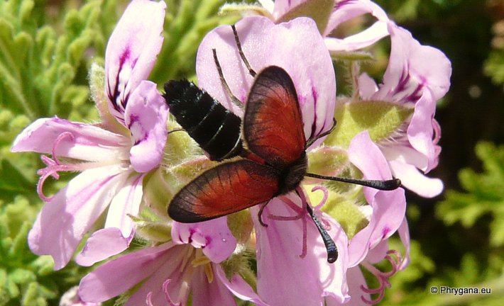 Zygaena (Mesembrynus) punctum Ochsenheimer 1808