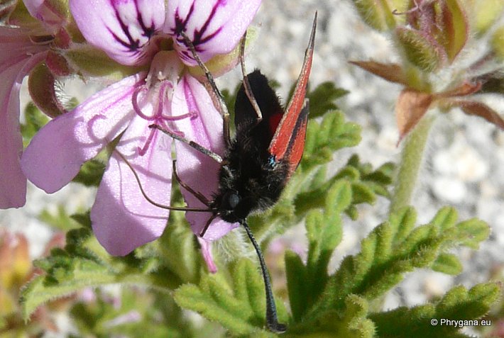 Zygaena (Mesembrynus) punctum Ochsenheimer 1808