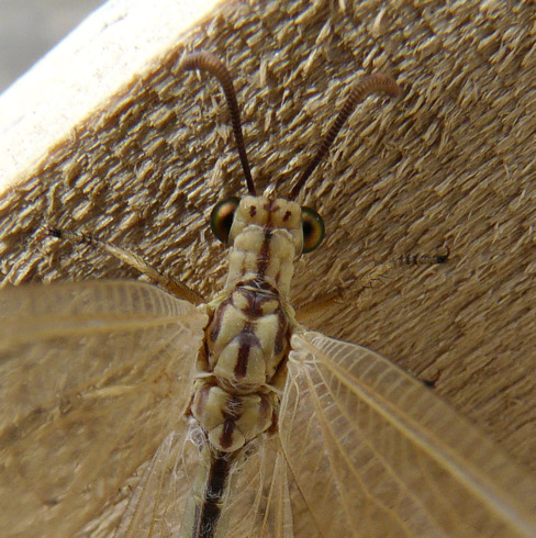 Myrmecaelurus trigrammus (Pallas 1771)