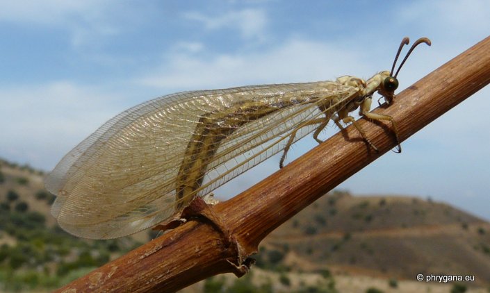 Myrmecaelurus trigrammus (Pallas 1771)