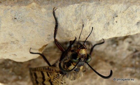 Palpares libelluloides (Linnaeus 1764)