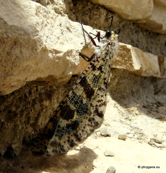 Palpares libelluloides (Linnaeus 1764)