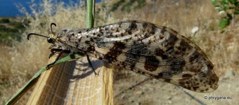 Palpares libelluloides (Linnaeus 1764)