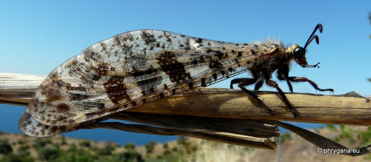 Palpares libelluloides (Linnaeus 1764)