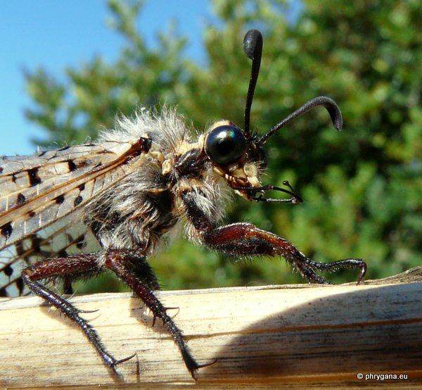 Palpares libelluloides (Linnaeus 1764)