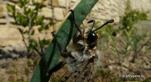 Palpares libelluloides (Linnaeus 1764)