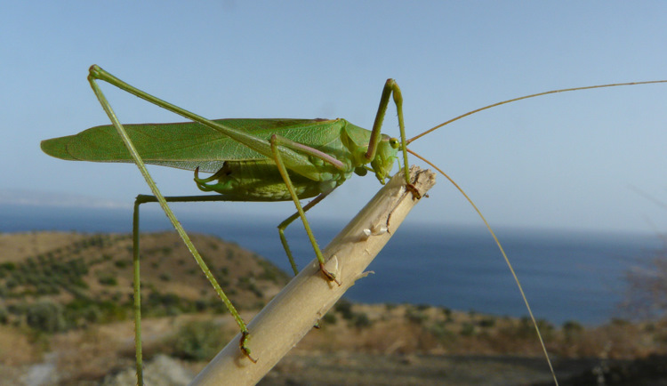 Acrometopa cretensis