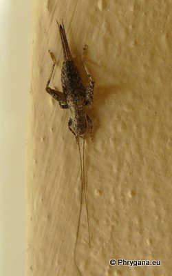 Arachnocepahalus vestitus Costa 1855