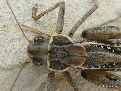 Decticus albifrons (Fabricius 1775)