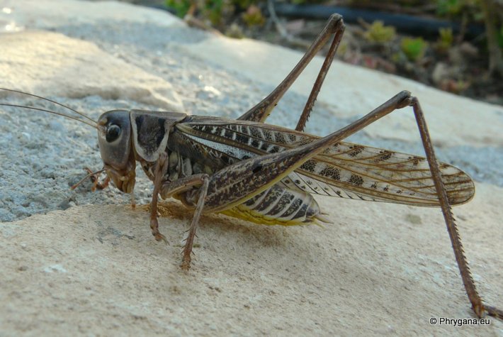 Decticus albifrons (Fabricius 1775)