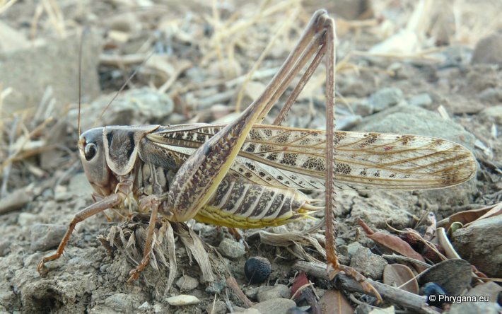 Decticus albifrons (Fabricius 1775)