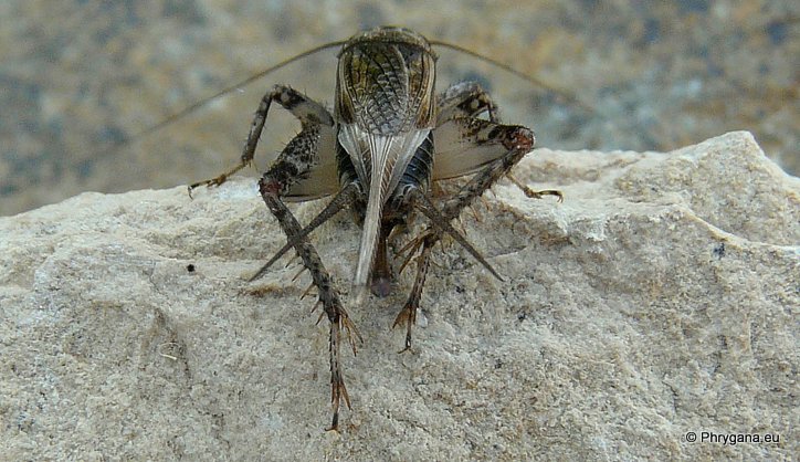 Eumodicogryllus bordigalensis Latreille 1804