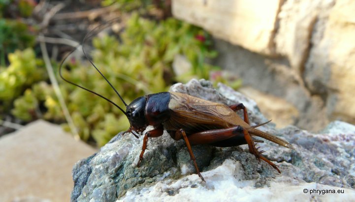 Gryllus bimaculatus De Geer 1773