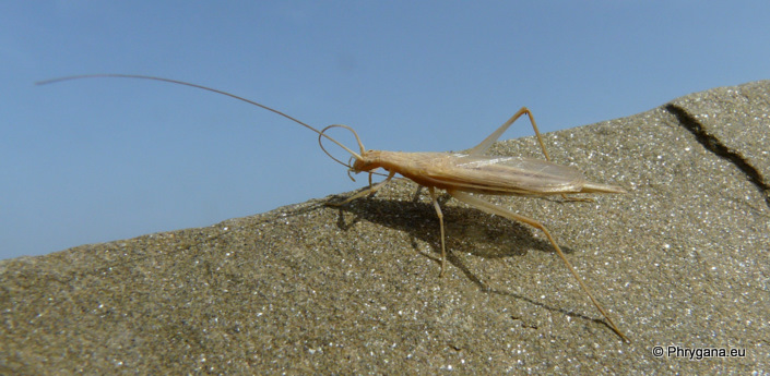 Oecanthus pellucens (Scopoli 1763)