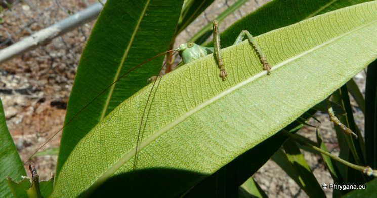 Tettigonia viridissima (Linnaeus 1758)