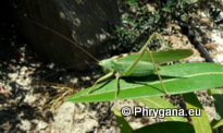 Tettigonia viridissima (Linnaeus 1758)