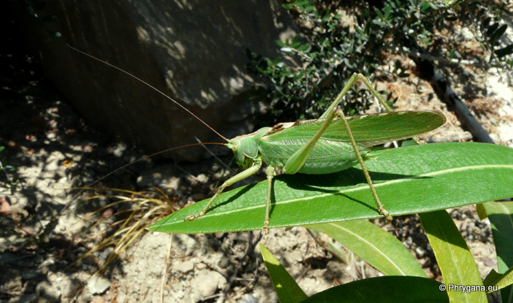 Tettigonia viridissima (Linnaeus 1758)