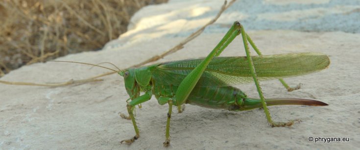 Tettigonia viridissima (Linnaeus 1758)