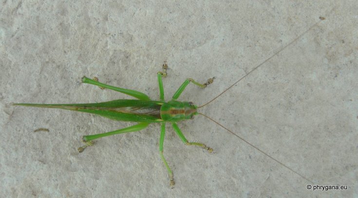 Tettigonia viridissima (Linnaeus 1758)