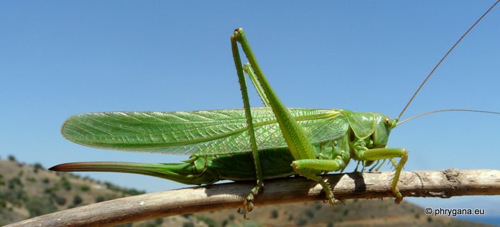 Tettigonia viridissima (Linnaeus 1758)