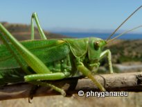 Tettigonia viridissima (Linnaeus 1758)