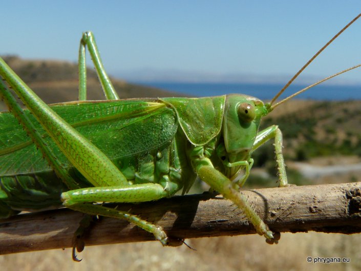 Tettigonia viridissima (Linnaeus 1758)