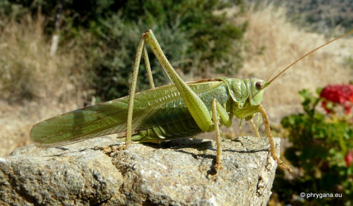 Tettigonia viridissima (Linnaeus 1758)