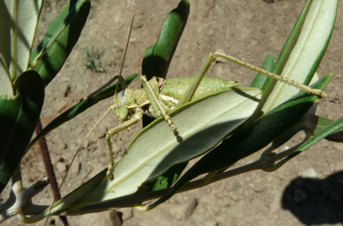 Uromenus (Steropleurus) elegans (Fischer 1853)