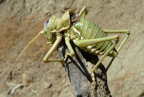 Uromenus (Steropleurus) elegans (Fischer 1853)