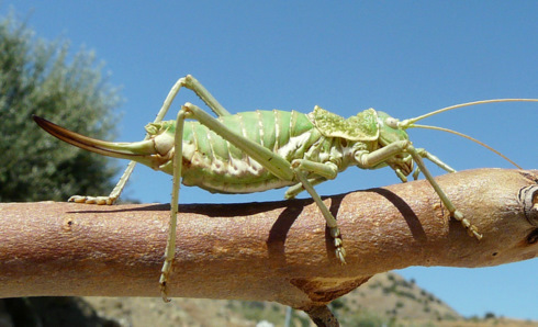 Uromenus (Steropleurus) elegans (Fischer 1853)