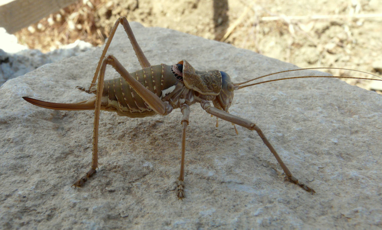 Uromenus (Steropleurus) elegans (Fischer 1853)