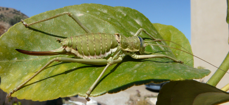 Uromenus (Steropleurus) elegans (Fischer 1853)