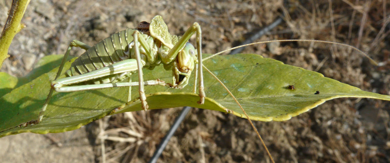 Uromenus (Steropleurus) elegans (Fischer 1853)