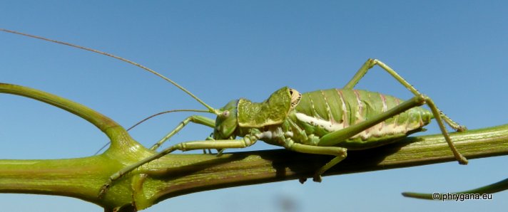 Uromenus (Steropleurus) elegans (Fischer 1853)