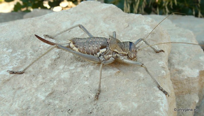 Uromenus (Steropleurus) elegans (Fischer 1853)