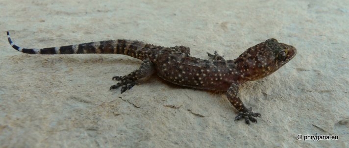 Hemidactylus turcicus (Linnaeus 1758)