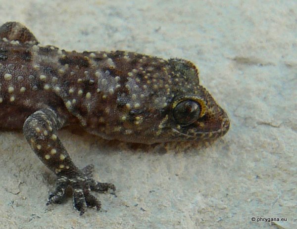 Hemidactylus turcicus (Linnaeus 1758)