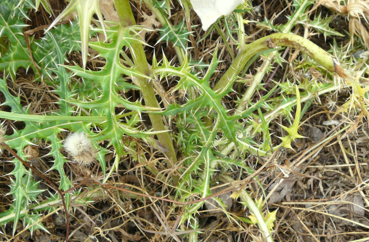 Acanthus spinosus L.